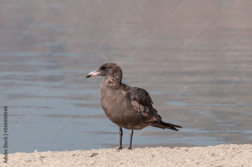 Immature Heermann's Gull (Larus heermanni) in Malibu Lagoon, California, USA Immature Heermann's Gull (Larus heermanni) in Malibu Lagoon, California, USA