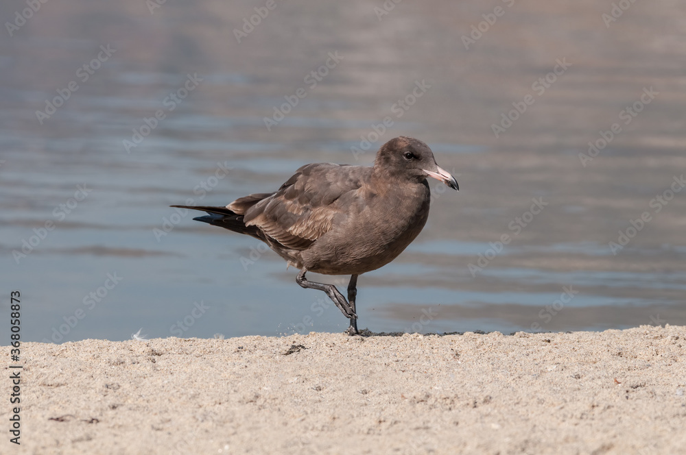 Immature Heermann's Gull (Larus heermanni) in Malibu Lagoon, California, USA Immature Heermann's Gull (Larus heermanni) in Malibu Lagoon, California, USA