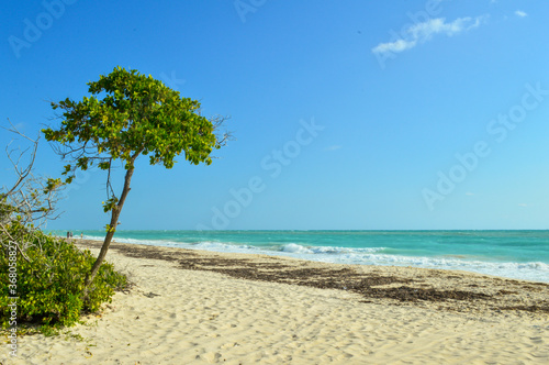 playa del caribe con arbol a detalle © sergio