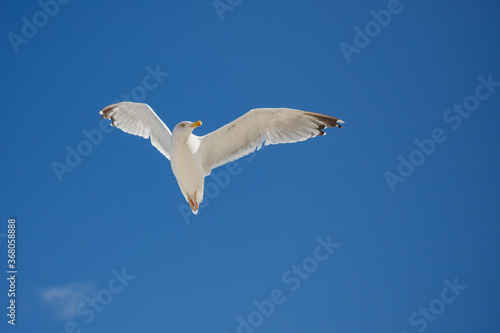  Seagull in flight against a cloudless sky. A flying bird.