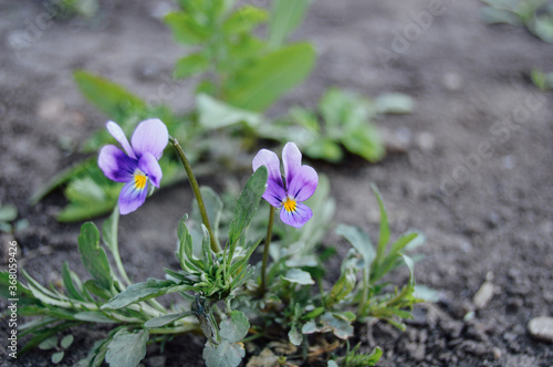 purple crocus flowers