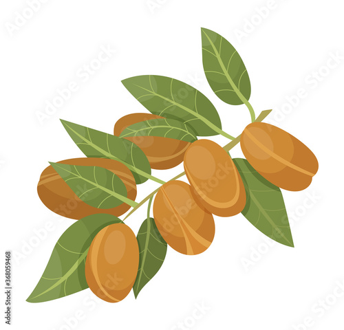 Branch with green leaves and brown nuts. Argania isolated on white background. Small argan core covered by nutshell. Product used in cooking, hair care and beauty industry as oil. Vector illustration