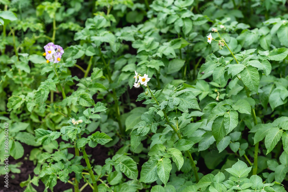 Potato flowers blossom in sunlight grow in plant. Potato flowers blossom in sunlight grow in plant.