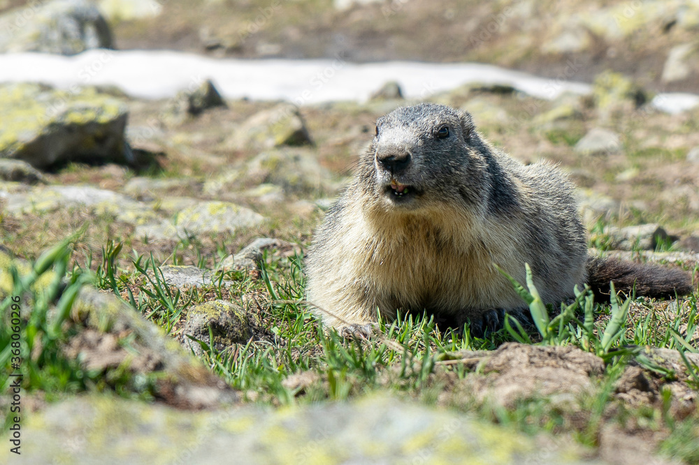 marmotte 