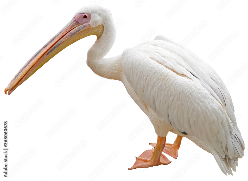 Obraz premium the beautiful Pelican