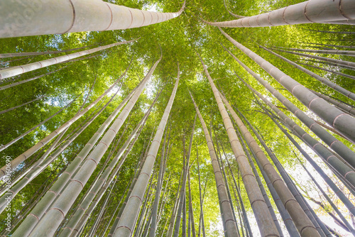 The uprisen angle of bamboo forest with glorious morning sunshine in Kyoto,Japan