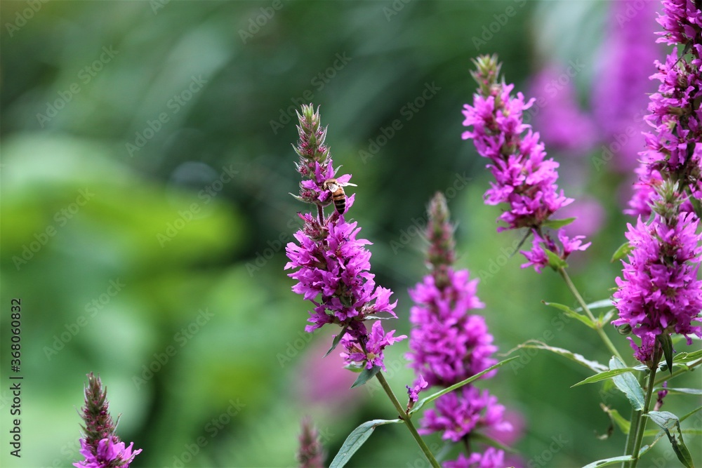 Bee on a loosestrife flower against a green blurry background Bee on a loosestrife flower against a green blurry background