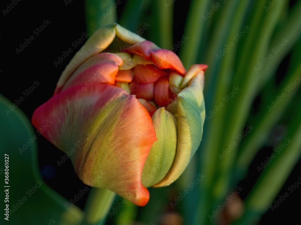 The bud of a full-blown red tulip just before breaking into a flower 3 The bud of a full-blown red tulip just before breaking into a flower 3