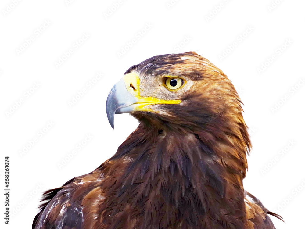 beautiful mountain eagle on white beautiful mountain eagle on white