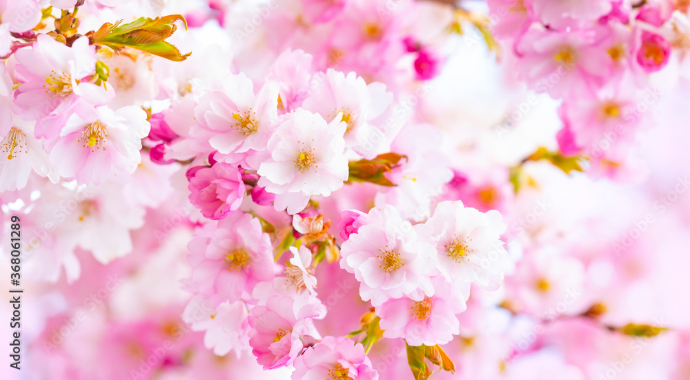 Sakura cherry blossom, spring background Sakura cherry blossom, spring background