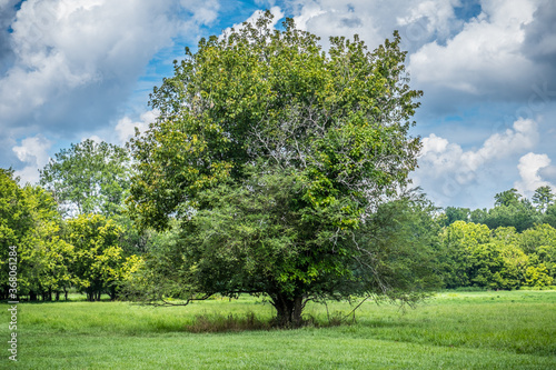 Large old tree in a field