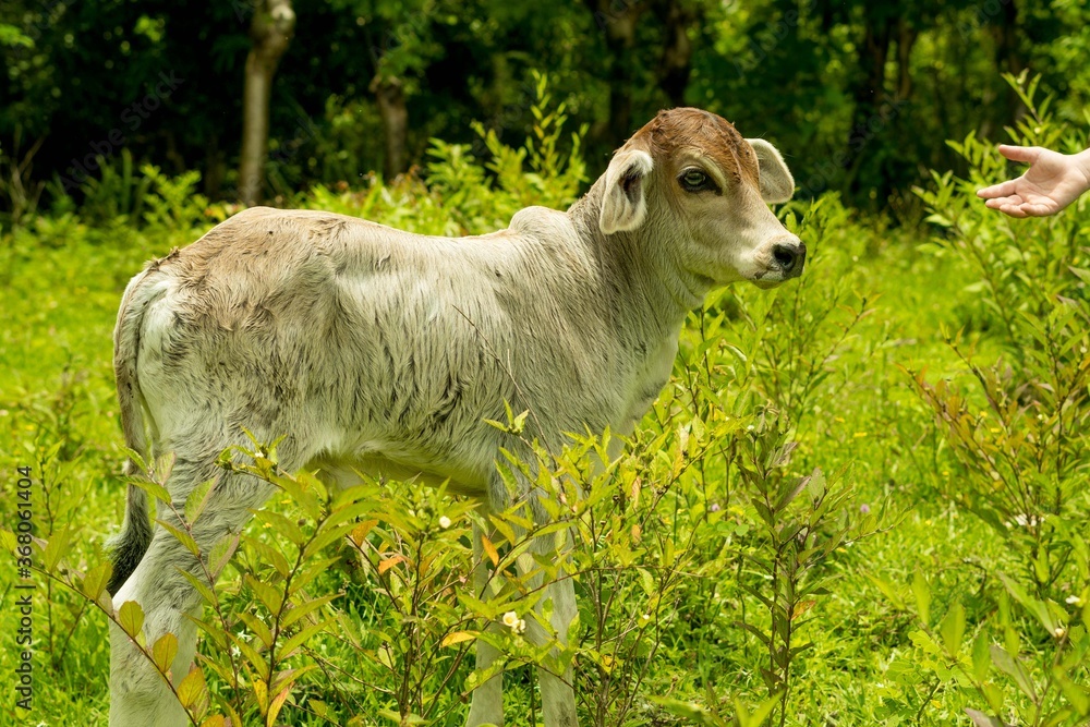 Obraz premium Chivita