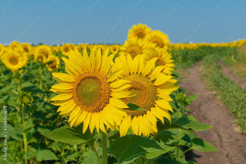 Fototapeta premium Yellow sunflowers on the field