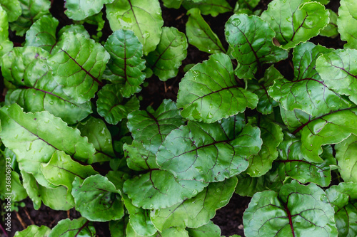 Organic green red young beet leaves. Closeup beetroot leaves from garden bed.