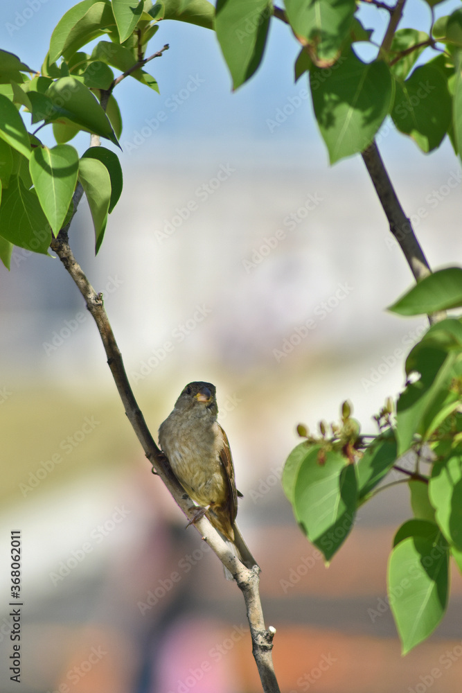 Obraz premium Bird sparrow sits on a tree branch