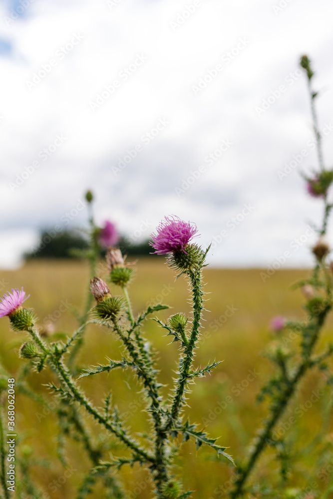 Flower of Thistle in the summer the boundless field. Cloudy sky and dried grass. High quality photo Flower of Thistle in the summer the boundless field. Cloudy sky and dried grass. High quality photo
