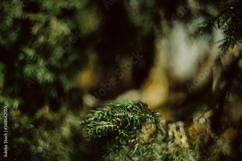 green moss on the rocks