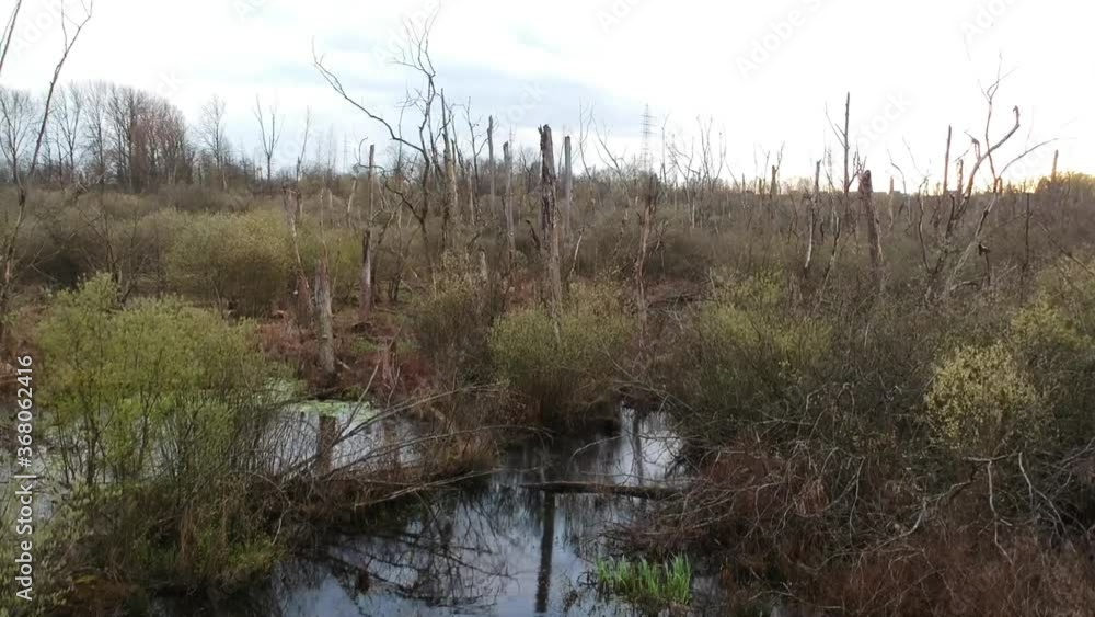 Deforested swampland in Northern Europe, Drone aerial shot. Crane up. Deforested swampland in Northern Europe, Drone aerial shot. Crane up.