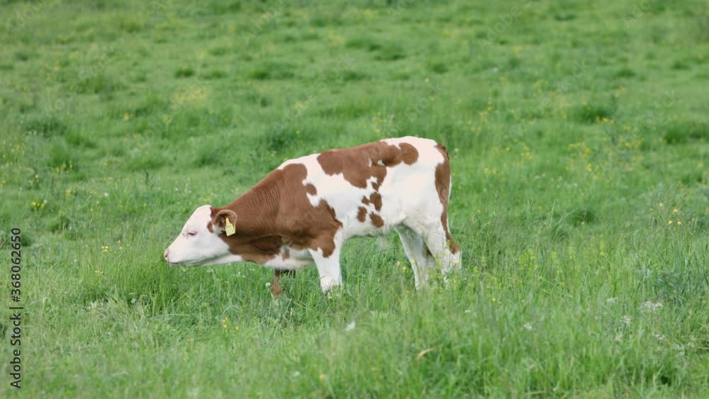 Young cow in a Alpine mountain pasture. Grass fed cows Young cow in a Alpine mountain pasture. Grass fed cows