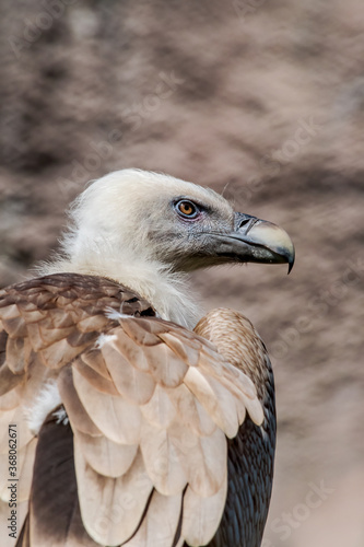 Griffon Vulture  Gyps fulvus 