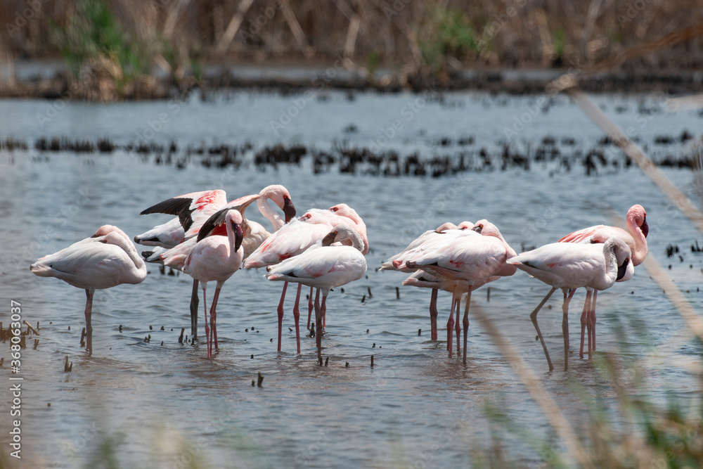 Fototapeta premium Flamant nain,.Phoeniconaias minor, Lesser Flamingo, Afrique du Sud