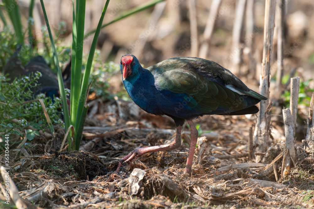 Obraz premium Talève sultane, Poule sultane, .Porphyrio porphyrio, Western Swamphen