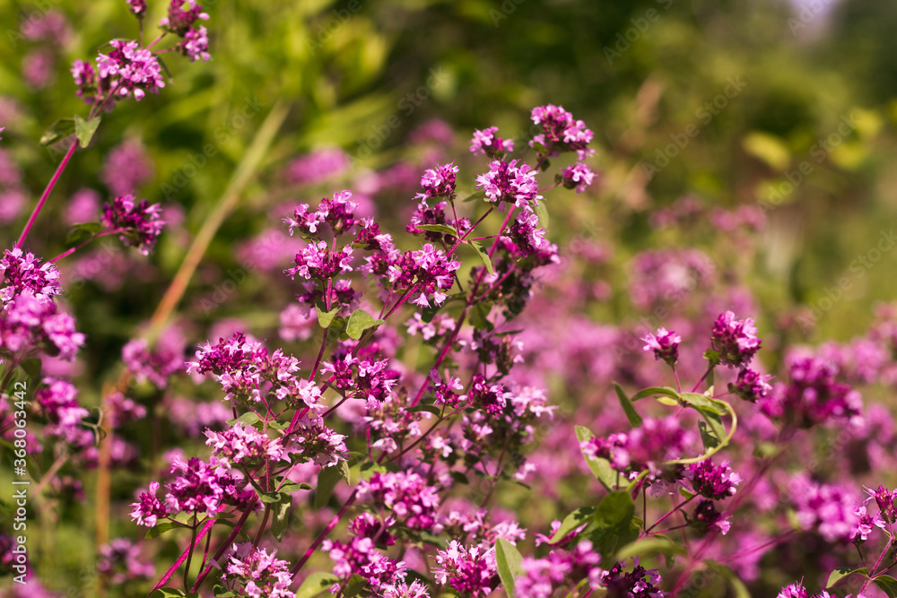 Origanum close up is a genus of herbaceous perennials and subshrubs in the family Lamiaceae on a blurry background