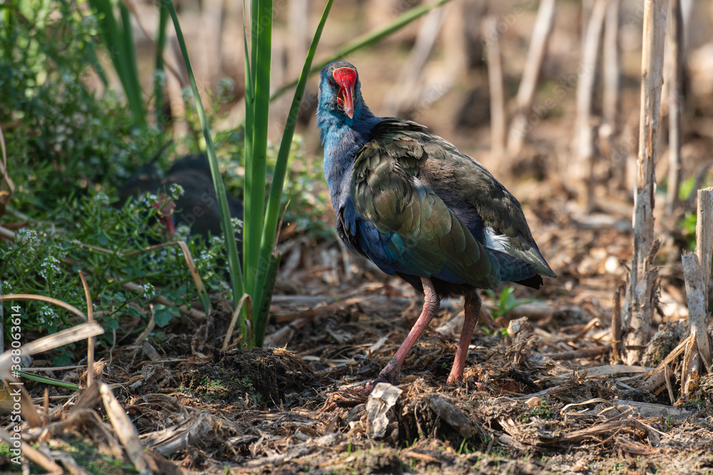 Talève sultane, Poule sultane, .Porphyrio porphyrio, Western Swamphen Talève sultane, Poule sultane, .Porphyrio porphyrio, Western Swamphen