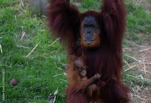 Mother orangutan with baby