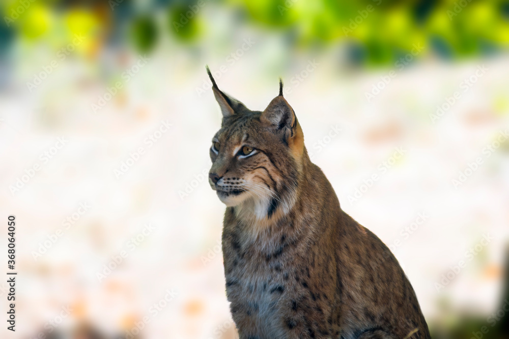 Fototapeta premium a wild lynx is hiding in the forest