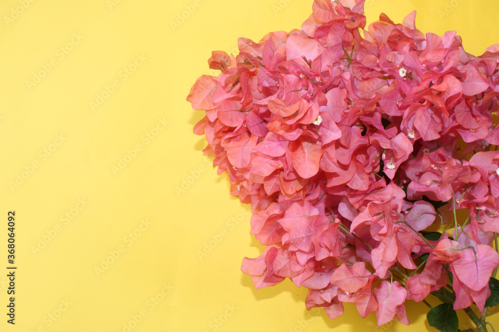Obraz premium pink flowers frame greeting background