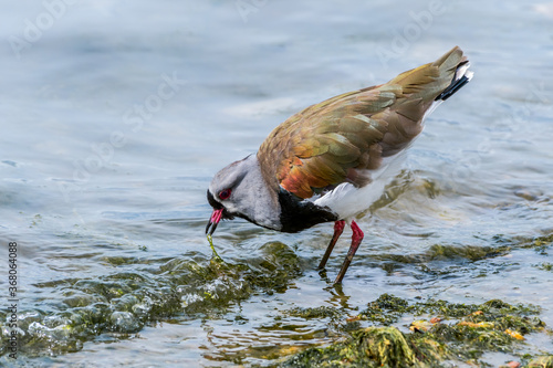 Southern Lapwing (Vanellus chilensis) in Ushuaia area, Land of Fire (Tierra del Fuego), Argentina photo