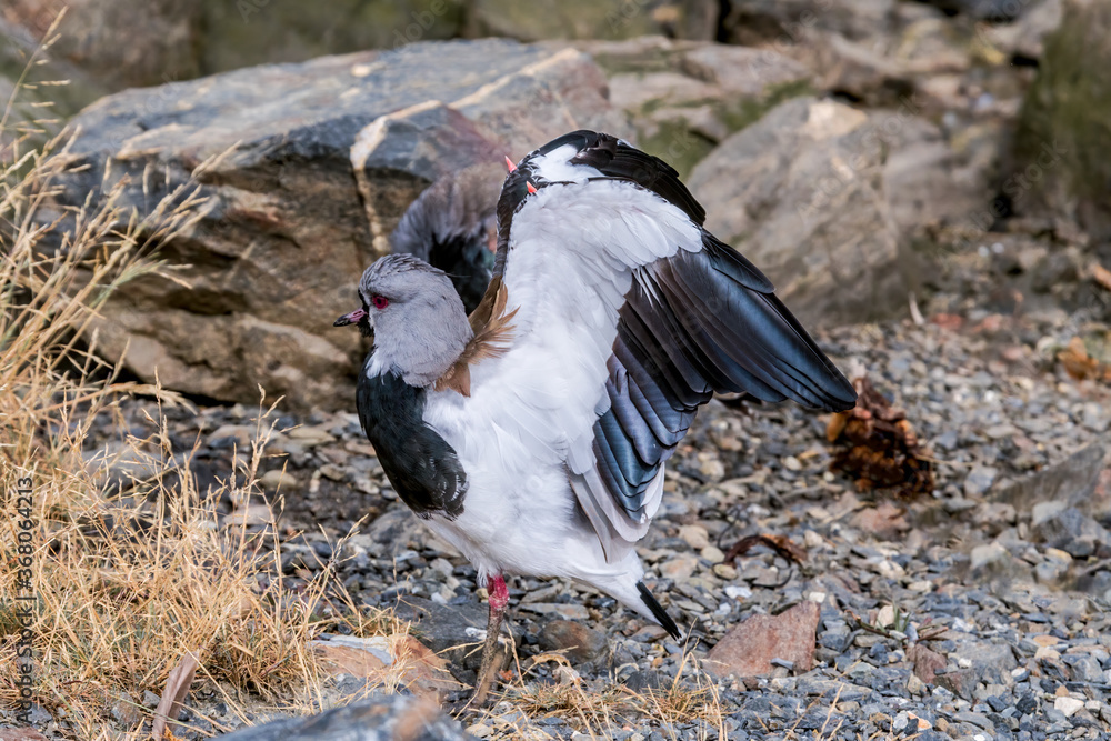 Fototapeta premium Southern Lapwing (Vanellus chilensis) in Ushuaia area, Land of Fire (Tierra del Fuego), Argentina
