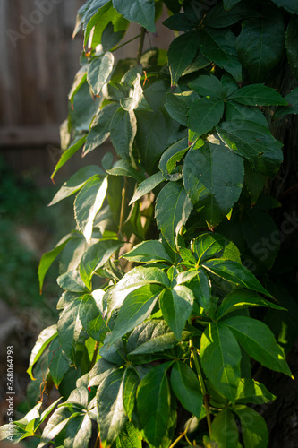green leaves in the garden