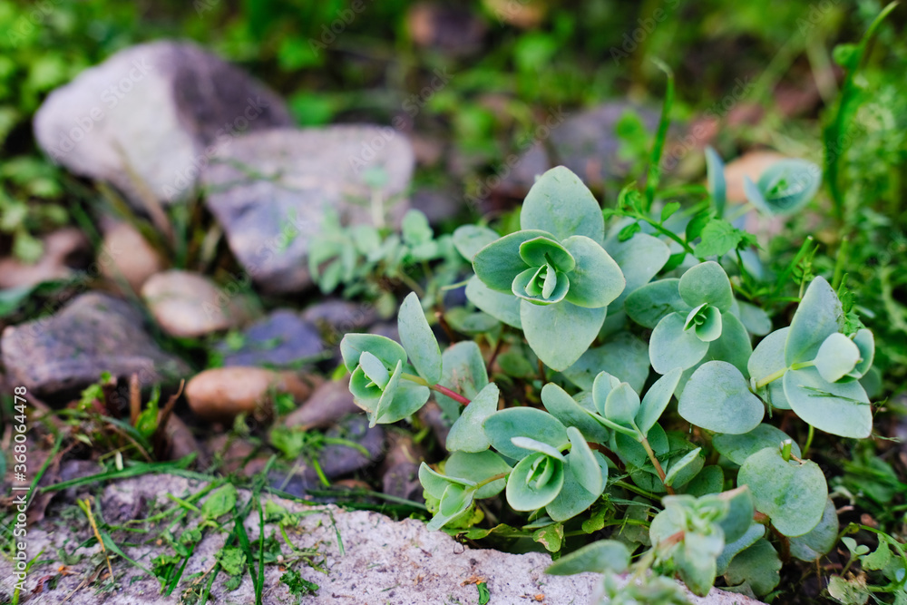 sedum growing in a orient style rock garden. succulents on a rocks. gardening concept. sedum growing in a orient style rock garden. succulents on a rocks. gardening concept.