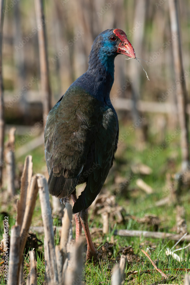 Talève sultane, Poule sultane, .Porphyrio porphyrio, Western Swamphen Talève sultane, Poule sultane, .Porphyrio porphyrio, Western Swamphen
