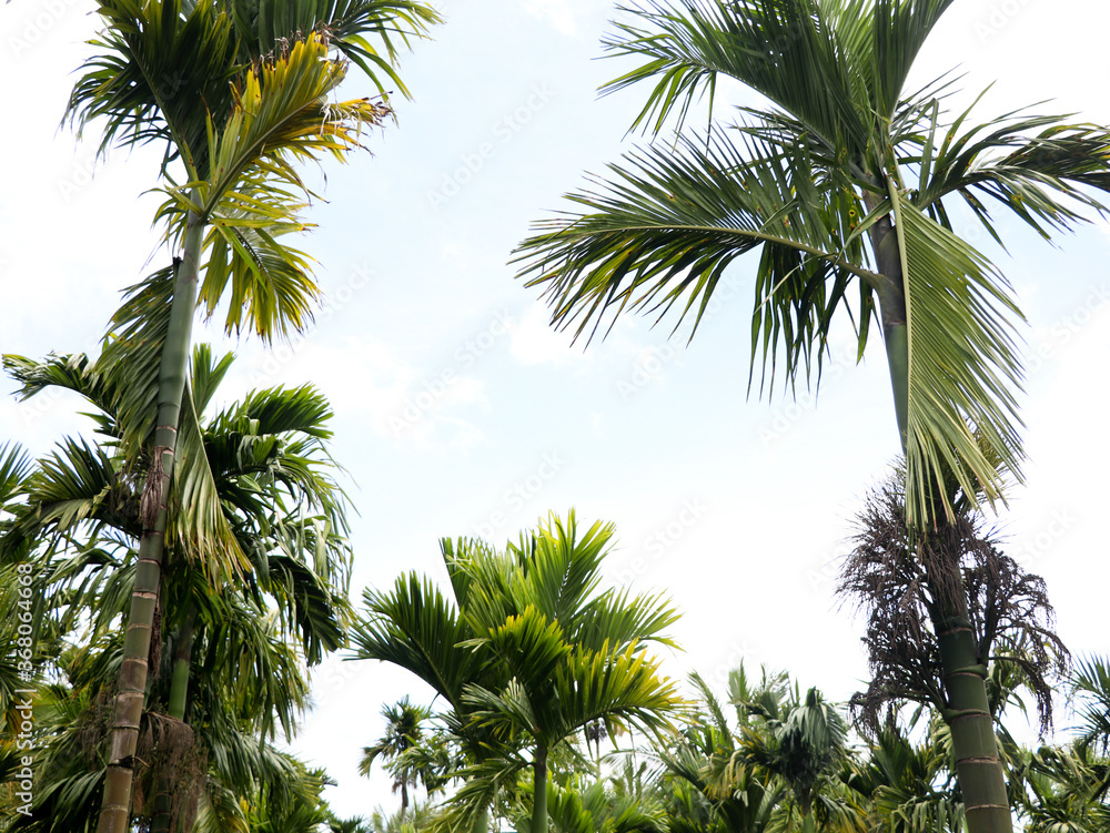 Fototapeta premium Top of areca nut or betel nut trees against the sky