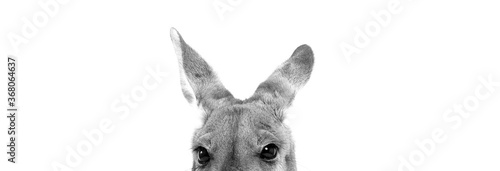 Kangaroo Portrait 1