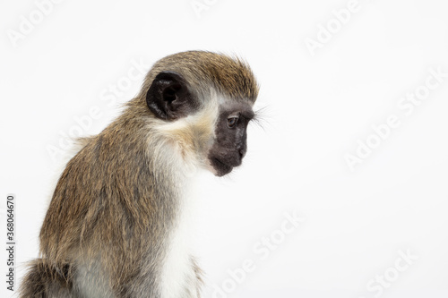 Monkey Portrait 6
