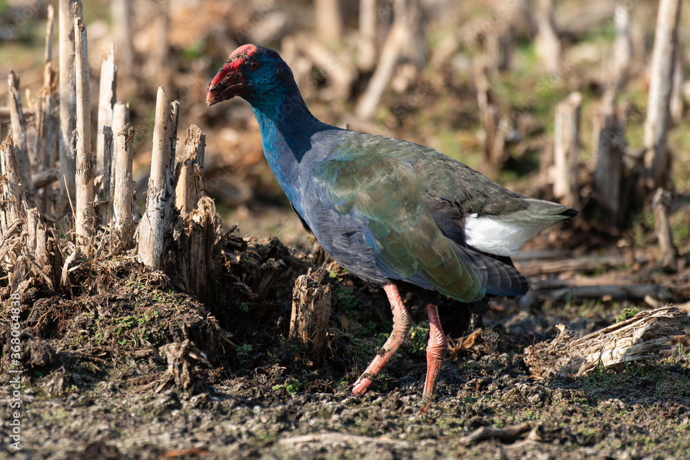 Talève sultane, Poule sultane, .Porphyrio porphyrio, Western Swamphen Talève sultane, Poule sultane, .Porphyrio porphyrio, Western Swamphen