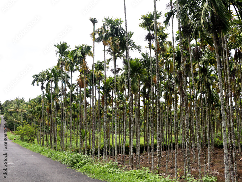 Areca nut or betel nut tree plantation in a country side Areca nut or betel nut tree plantation in a country side