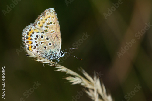 Wallpaper Mural Small mountain butterfly on the branch, Pyrenees, Lycaenidae, Spain Torontodigital.ca