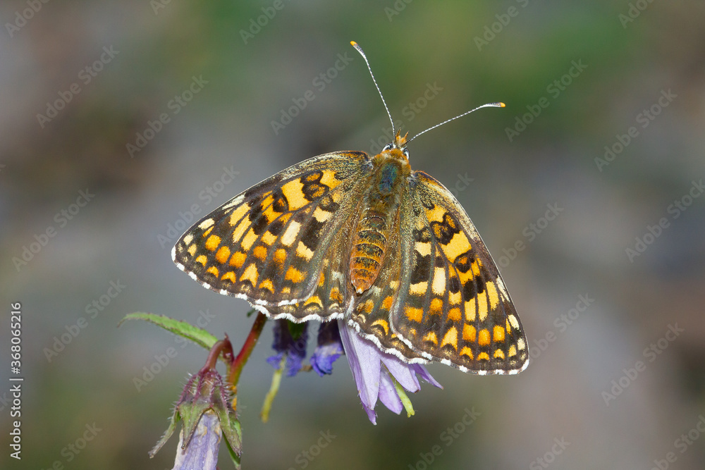 Obraz premium Melitaea phoebe, knapweed fritillary, brown butterfly with open wings, Pyrenees, Spain.
