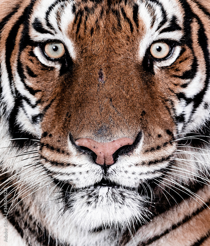Fototapeta premium Tiger