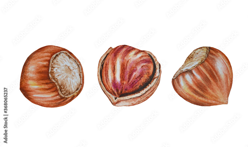 Watercolor illustration of hazelnuts on white background . Hand drawn. Closeup. Template. Watercolor illustration of hazelnuts on white background . Hand drawn. Closeup. Template.