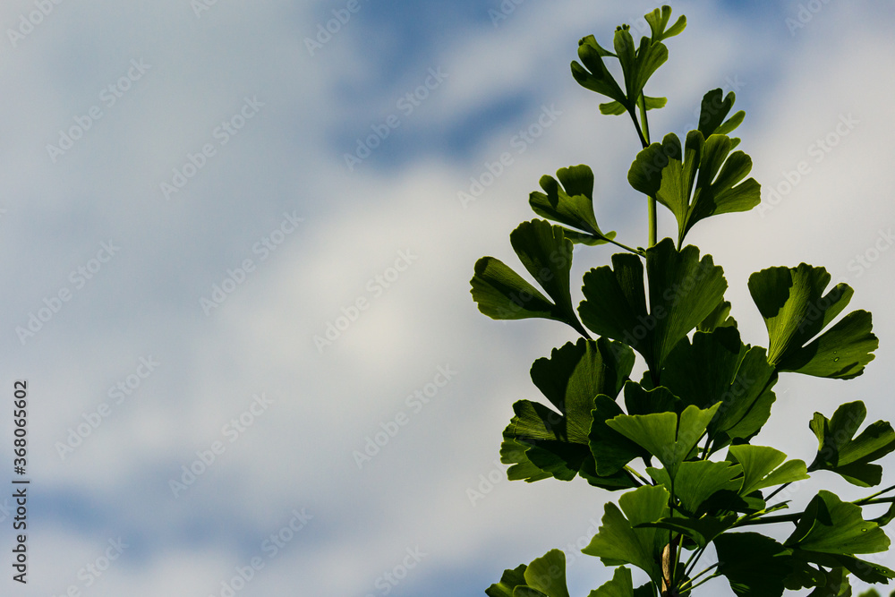 Young growing green leaves of ginkgo tree (Ginkgo biloba), known as ginkgo or ginkgo on blue sky background. Nature concept for design. There is place for text. Young growing green leaves of ginkgo tree (Ginkgo biloba), known as ginkgo or ginkgo on blue sky background. Nature concept for design. There is place for text.