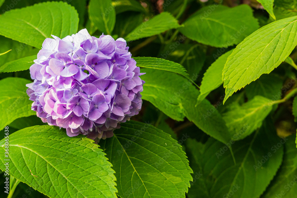 Inflorescence of purple flowers on macrophylla hydrangea branch on background of green leaves. Selective focus. Close-up. Elegant summer floral landscape, fresh wallpaper and nature background concept Inflorescence of purple flowers on macrophylla hydrangea branch on background of green leaves. Selective focus. Close-up. Elegant summer floral landscape, fresh wallpaper and nature background concept
