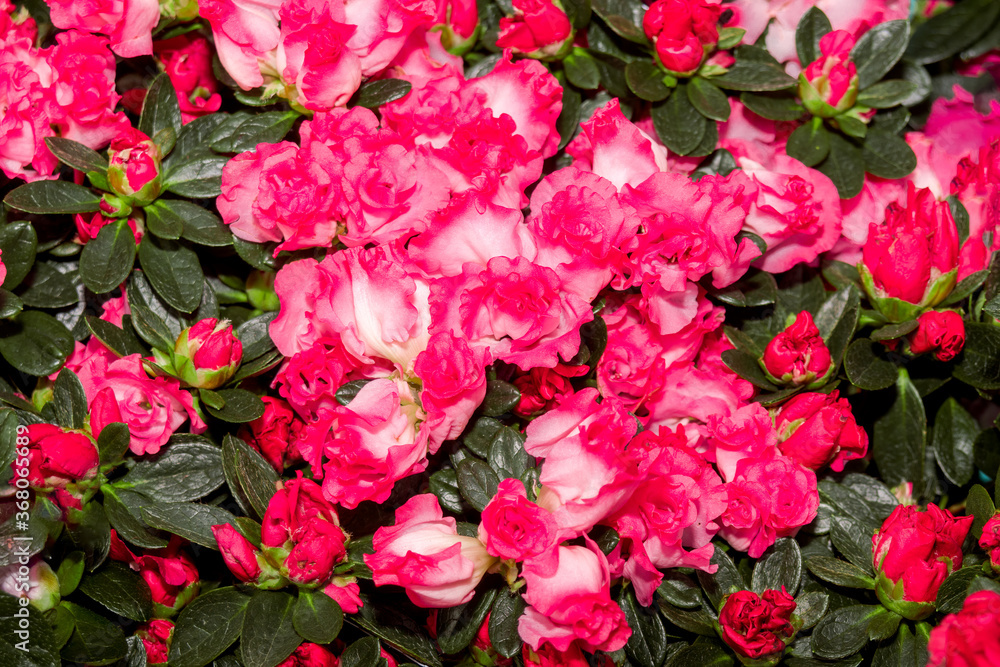 Indian Azalea (Rhododendron simsii) in greenhouse