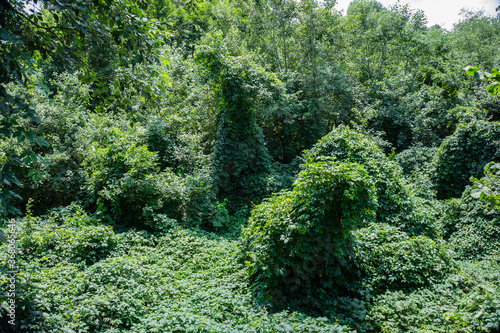 View of the impenetrable jungle along floodplain of mountain river. Beauty of wild untouched nature of North Caucasus. Trees and shrubs are braided by vines of wild grapes. Calmness and relaxation.