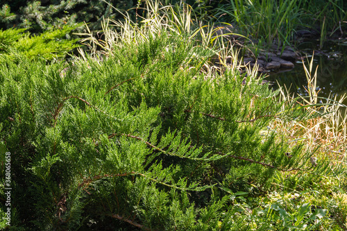 Young green Cossack juniper juniper sabine tamariscifolia against background of shady pond. Close-up. Beautiful curved branches with soft foliage adorn evergreen landscaped garden at any time of year.